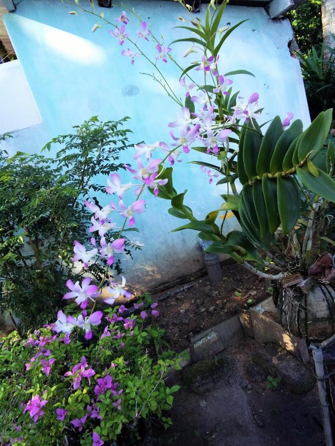 Hikkaduwa Backyard Beach Homestay Galle Exterior photo
